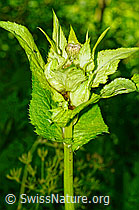 Kohldistel (Cirsium oleraceum) (03.07.2022, C231080)