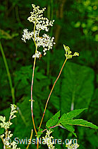 Moor-Geissbart (Filipendula ulmaria) (03.07.2022, C231082)