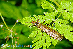 Bach-Perlensteinfliege (Perla marginata) (C231094) Bach-Perlensteinfliege (Perla marginata) (C231094)