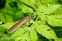 Bach-Perlensteinfliege (Perla marginata) (C231095) Bach-Perlensteinfliege (Perla marginata) (C231095)