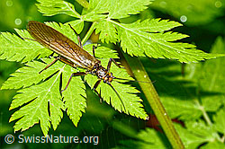 Bach-Perlensteinfliege (Perla marginata) (C231097) Bach-Perlensteinfliege (Perla marginata) (C231097)