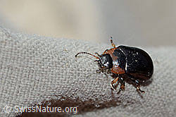 Gonioctena nivosa (Blattkäfer) (C234793) Gonioctena nivosa (Blattkäfer) (C234793)