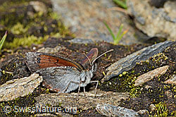 Schweizer Schillernder Mohrenfalter (Erebia tyndarus) (21.07.2022, C234799)