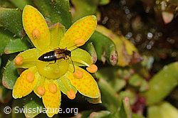 Anthophagus alpinus on Saxifraga aizoides (C234804) Anthophagus alpinus on Saxifraga aizoides (C234804)