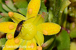Anthophagus alpinus on Saxifraga aizoides (C234806) Anthophagus alpinus on Saxifraga aizoides (C234806)
