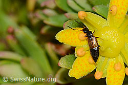 Anthophagus alpinus on Saxifraga aizoides (C234807) Anthophagus alpinus on Saxifraga aizoides (C234807)