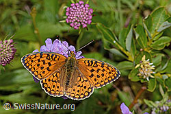 Glänzende Skabiose (Scabiosa lucida)
