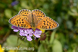 Mittlerer Perlmuttfalter (Fabriciana niobe) auf Glänzender Skabiose (Scabiosa lucida) (C234819)