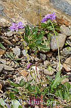 Glänzende Skabiose (Scabiosa lucida) (21.07.2022, C234821)