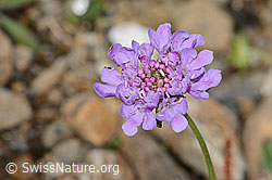 Glänzende Skabiose (Scabiosa lucida) (21.07.2022, C234825)