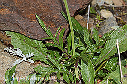 Scabiosa lucida (C234827)