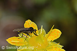 Tanzfliege der Gattung Hilara auf Bewimpertem Steinbrech (Saxifraga aizoides) (21.07.2022, C234896)