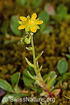 Bewimperter Steinbrech (Saxifraga aizoides) (21.07.2022, C234899)