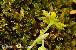 Bewimperter Steinbrech (Saxifraga aizoides) (21.07.2022, C234903)