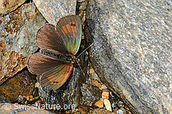 Schweizer Schillernder Mohrenfalter (Erebia tyndarus) (21.07.2022, C234906)