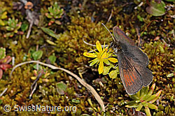 Schweizer Schillernder Mohrenfalter (Erebia tyndarus)