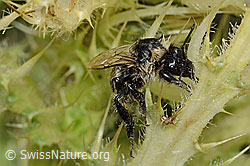 Berghummel (Bombus mesomelas) auf Alpen-Kratzdistel (Cirsium spinosissimum) (C234912)