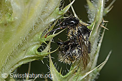 Berghummel (Bombus mesomelas) auf Alpen-Kratzdistel (Cirsium spinosissimum) (C234928)