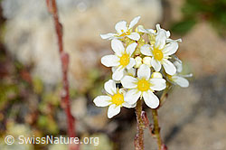 Trauben-Steinbrech (Saxifraga paniculata) (C234968)
