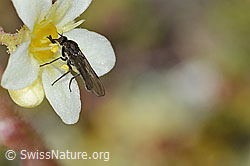 Tanzfliege der Gattung Hilara auf Trauben-Steinbrech (Saxifraga paniculata) (C234992)