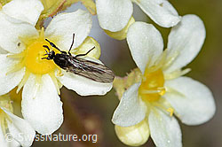 Tanzfliege der Gattung Hilara auf Trauben-Steinbrech (Saxifraga paniculata) (21.07.2022, C234996)