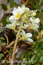 Trauben-Steinbrech (Saxifraga paniculata) (C234997)