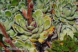 Trauben-Steinbrech (Saxifraga paniculata) (C235000)
