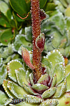 Trauben-Steinbrech (Saxifraga paniculata) (C235001)