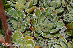 Trauben-Steinbrech (Saxifraga paniculata) (C235002)