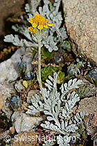 Graues Greiskraut (Senecio incanus) (C235007) Graues Greiskraut (Senecio incanus) (C235007)