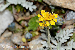 Graues Greiskraut (Senecio incanus) (C235008) Graues Greiskraut (Senecio incanus) (C235008)