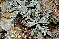 Graues Greiskraut (Senecio incanus) (C235009) Graues Greiskraut (Senecio incanus) (C235009)