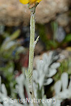 Graues Greiskraut (Senecio incanus) (C235010) Graues Greiskraut (Senecio incanus) (C235010)
