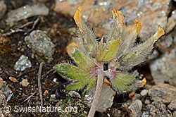 Anthyllis vulneraria ssp. alpestris (C235016) Anthyllis vulneraria ssp. alpestris (C235016)