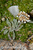 Zwerg-Schafgarbe (Achillea nana) (C235021)