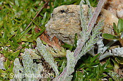 Zwerg-Schafgarbe (Achillea nana) (C235025)