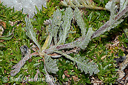 Zwerg-Schafgarbe (Achillea nana) (C235027)