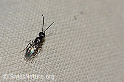 Wespe aus der Familie der Megaspilidae (C235048) Wespe aus der Familie der Megaspilidae (C235048)