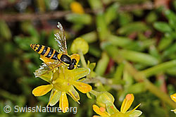 Sphaerophoria scripta on Saxifraga aizoides (C235055)