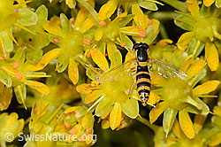 Saxifraga aizoides (C235056)