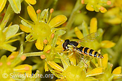 Sphaerophoria scripta on Saxifraga aizoides (C235059)