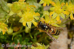 Rote Wespe (Vespula rufa) auf Bewimpertem Steinbrech (Saxifraga aizoides) (21.07.2022, C235071)