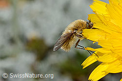 Grauer Wollschweber (Bombylius cinerascens) auf Blume (21.07.2022, C235086)