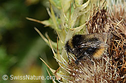 Berglandhummel (Bombus monticola) auf Alpen-Kratzdistel (Cirsium spinosissimum) (C235122)