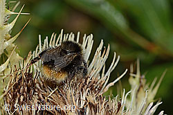 Berglandhummel (Bombus monticola) auf Alpen-Kratzdistel (Cirsium spinosissimum) (C235123)