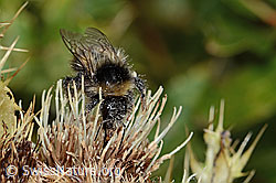 Berglandhummel (Bombus monticola) auf Alpen-Kratzdistel (Cirsium spinosissimum) (C235128)