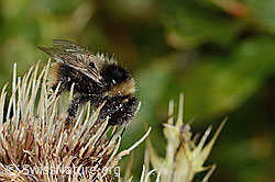 Berglandhummel (Bombus monticola) auf Alpen-Kratzdistel (Cirsium spinosissimum) (21.07.2022, C235130)