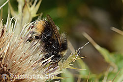 Berglandhummel (Bombus monticola) auf Alpen-Kratzdistel (Cirsium spinosissimum) (C235134)