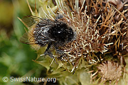Berglandhummel (Bombus monticola) auf Alpen-Kratzdistel (Cirsium spinosissimum) (C235136)