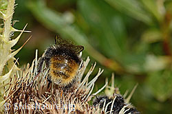 Bergwald-Hummel (Bombus wurflenii) auf Alpen-Kratzdistel (Cirsium spinosissimum) (C235141) Bergwald-Hummel (Bombus wurflenii) auf Alpen-Kratzdistel (Cirsium spinosissimum) (C235141)